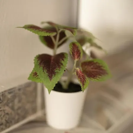 Le Stelle Della Spezia ラ・スペツィア